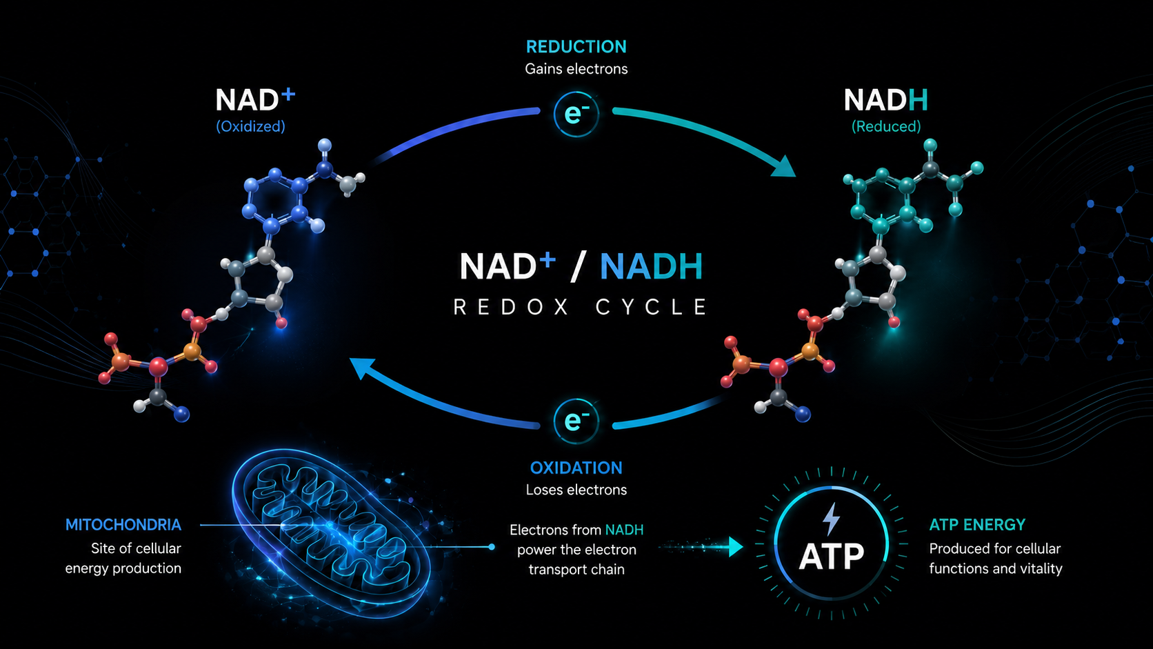 What Is NAD+? The Molecule Your Body Can’t Live Without
