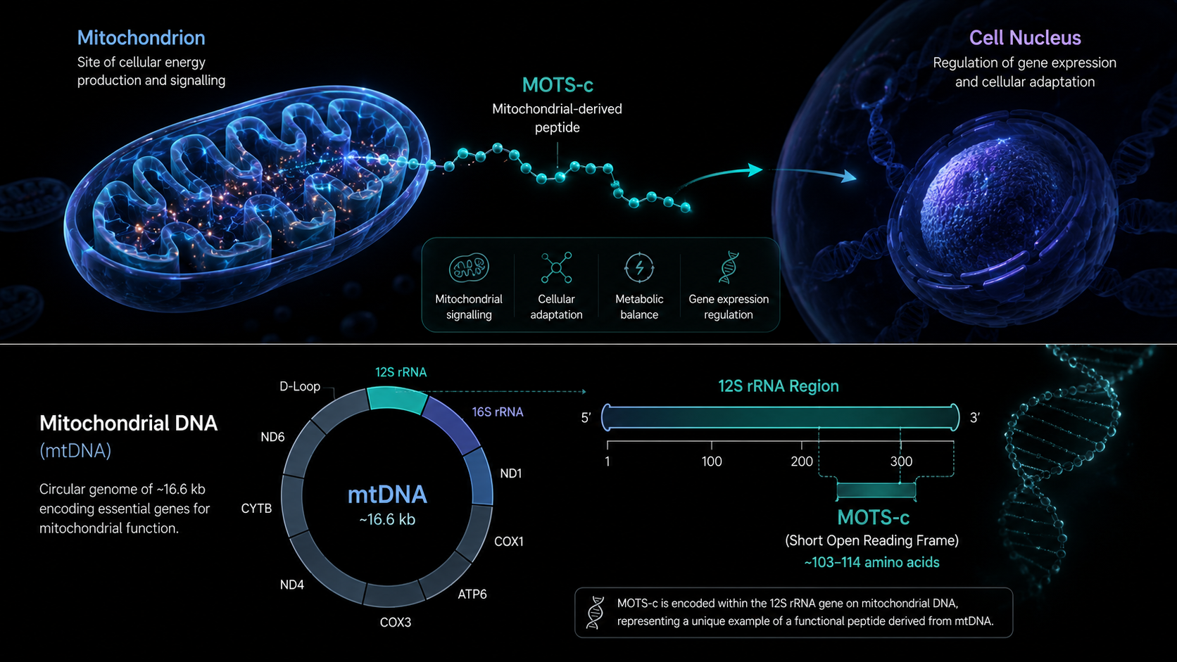 MOTS-c Explained: The Mitochondrial Peptide Scientists Are Watching Closely